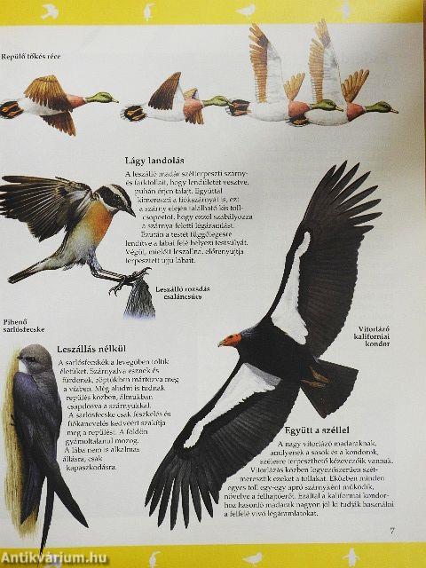 A madarak világa 