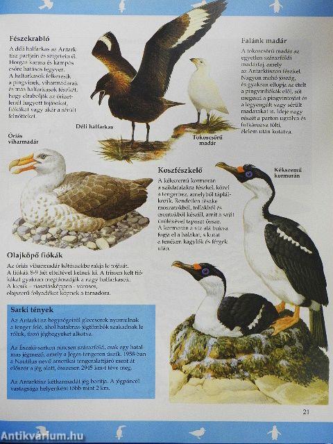 A madarak világa 