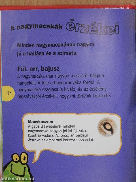 Nagymacskák