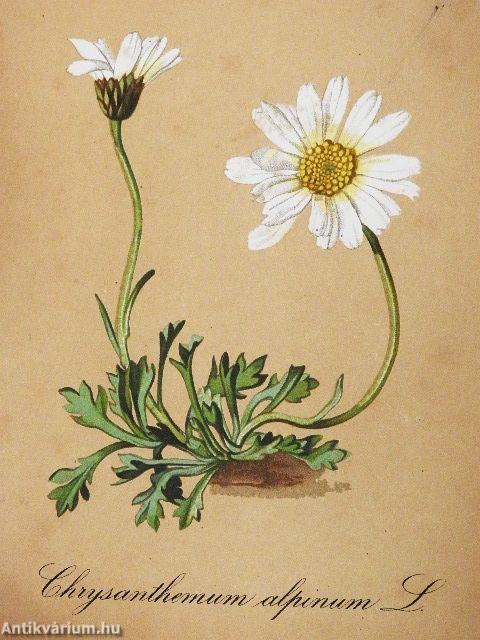 Die Alpenpflanzen III.