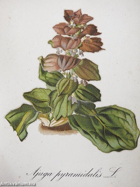 Die Alpenpflanzen III.