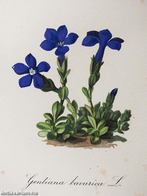 Die Alpenpflanzen III.