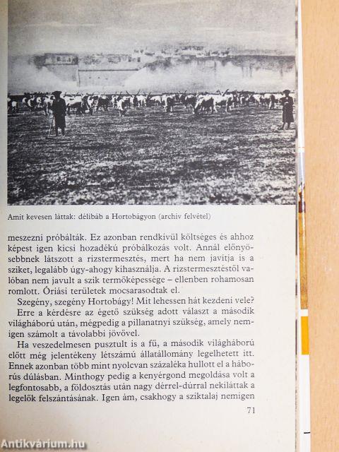 Vadregényes pusztaság