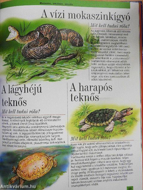 Az észak-amerikai folyók, tavak és partok állatvilága