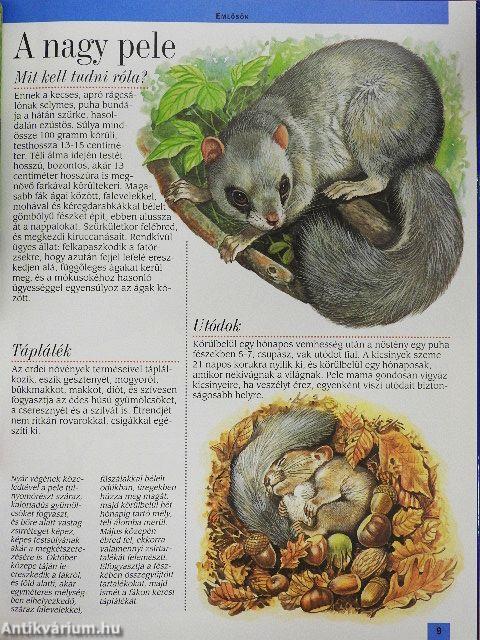 Az európai erdők állatvilága