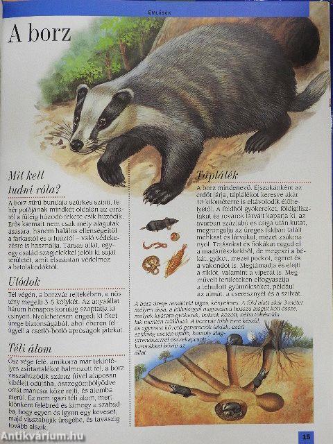 Az európai erdők állatvilága