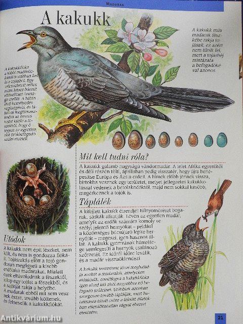 Az európai erdők állatvilága