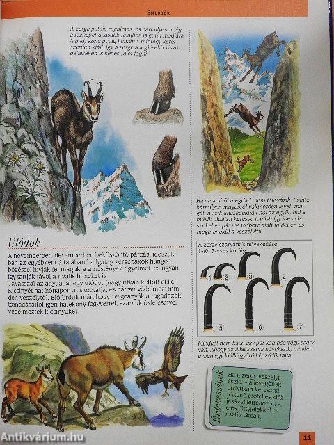 Az európai hegységek állatvilága