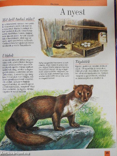 Az európai hegységek állatvilága