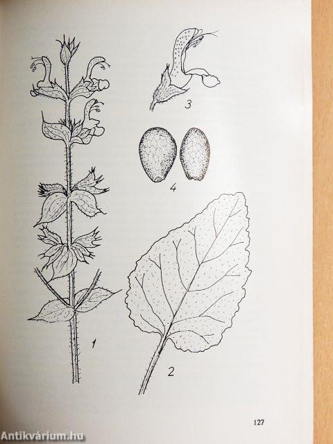 Olajnövények termesztése