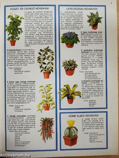 Szobanövények