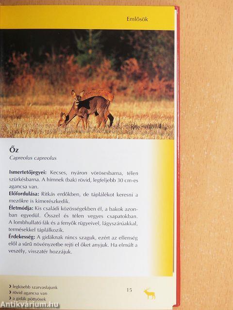 Az erdő állatai és növényei