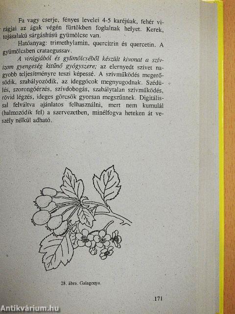 Gyógynövények gyógyhatásai
