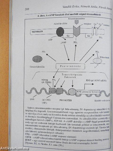 Psychiatria Hungarica 1999/2.