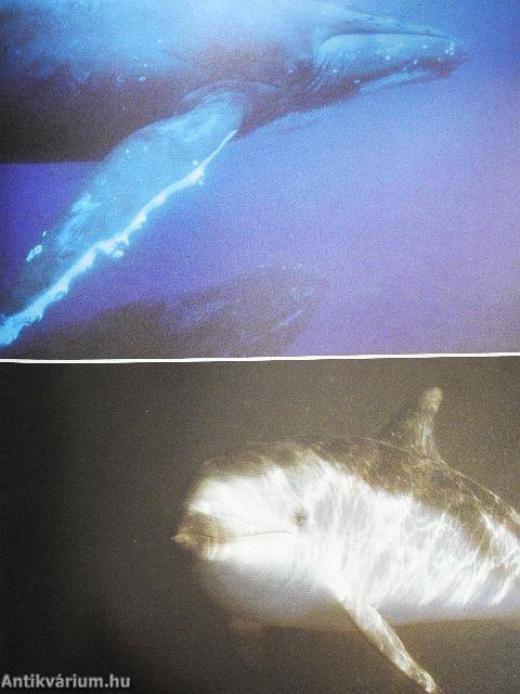 Az amatőr természetbúvár