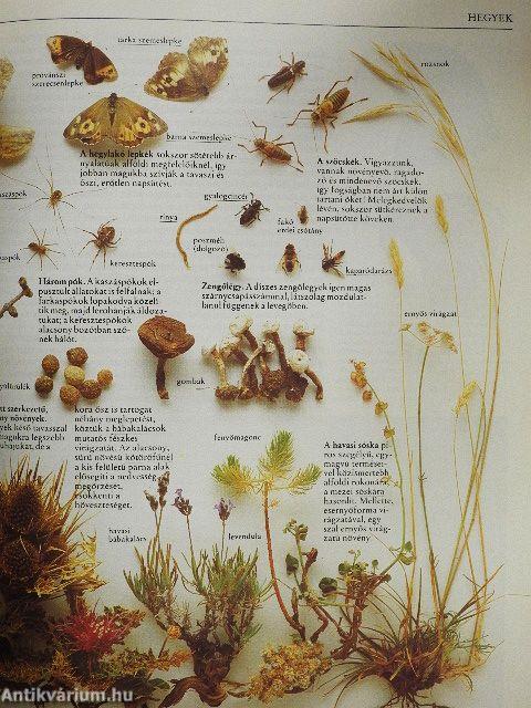 Az amatőr természetbúvár