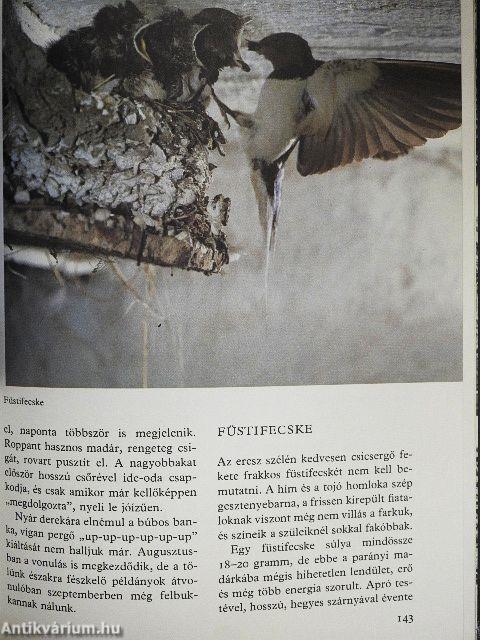 Ezer ágán ezer fészek