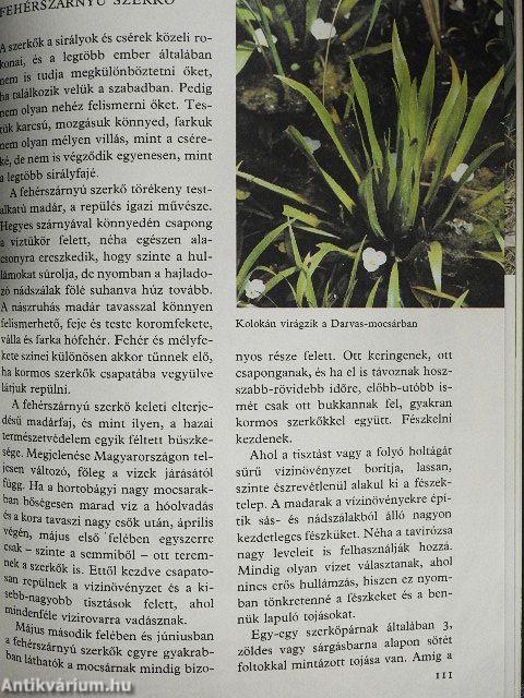 Ezer ágán ezer fészek