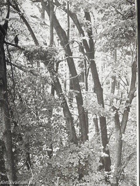 Ezer ágán ezer fészek