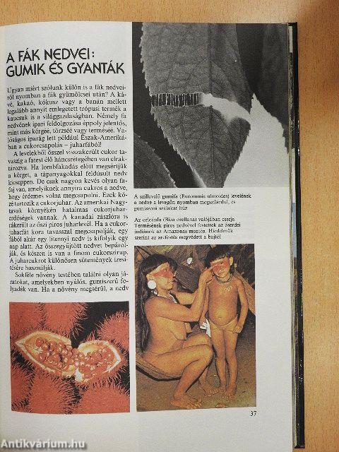 Az erdők nagy képeskönyve