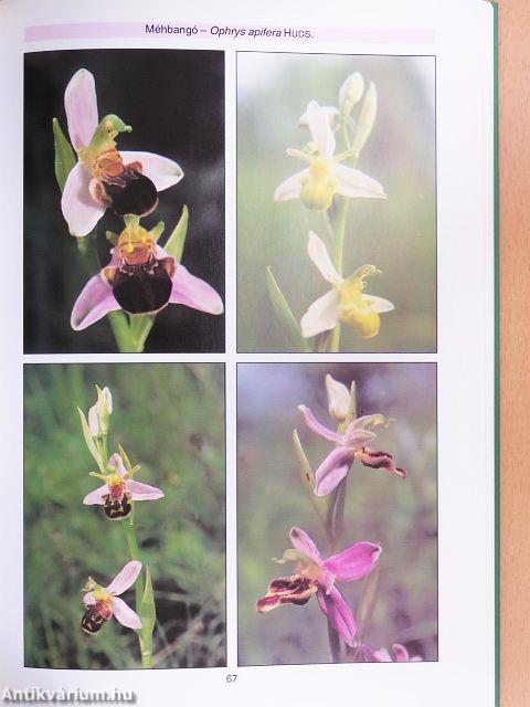Vadon élő orchideák