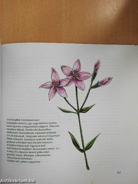 Javasasszony unokája