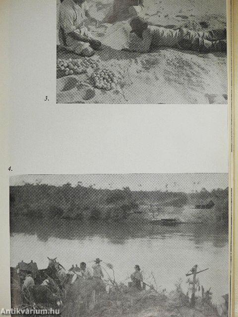 Brazília őserdeiben