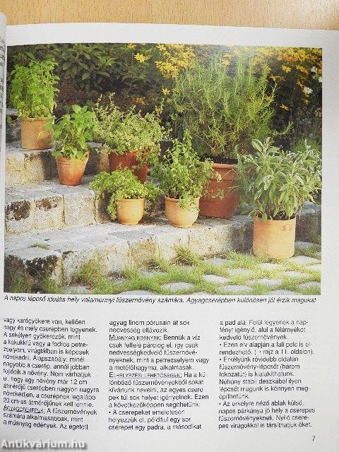 Konyhakerti fűszernövények