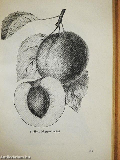 A házikert gyümölcsöse