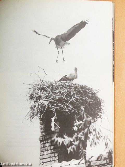 Üres bölcsőnk járása