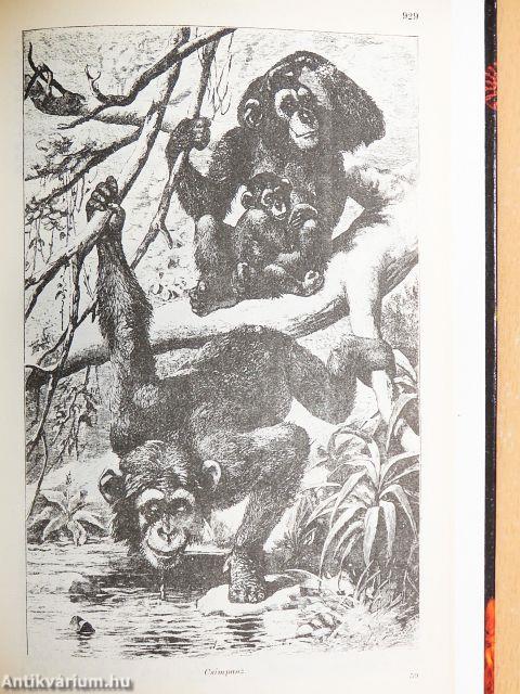 Brehm - Az állatok világa