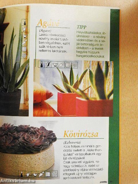 Szobanövény kalauz