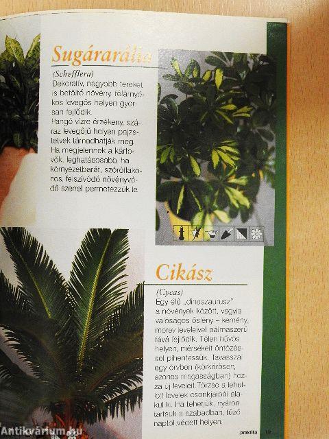 Szobanövény kalauz