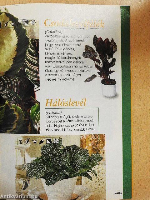 Szobanövény kalauz