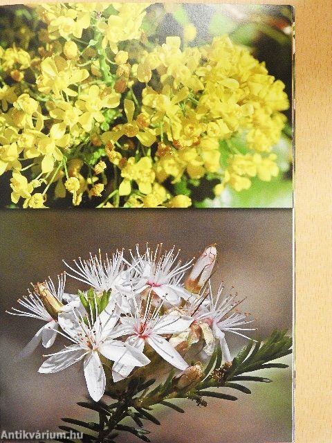 Színes díszcserjék