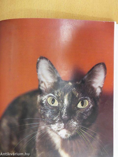 Barátunk a macska