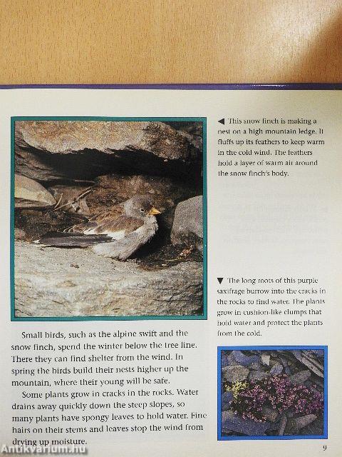 Take a square of Mountain