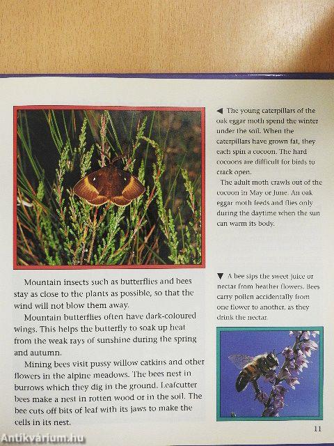 Take a square of Mountain