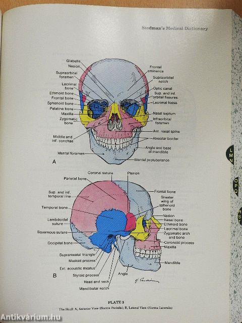 Stedman's Medical Dictionary