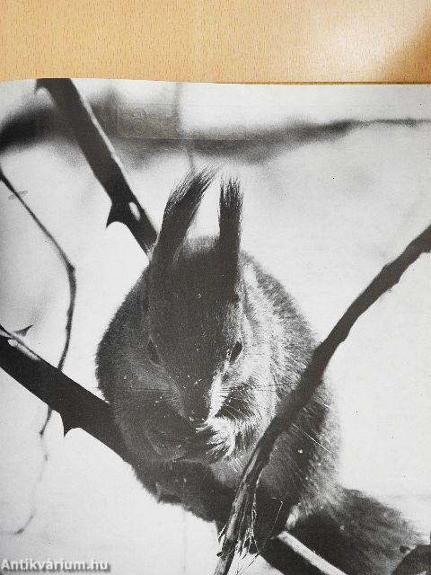 A természet öröknaptára