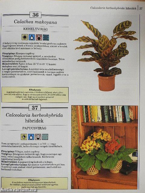 200 kedvelt szobanövény termesztése és ápolása