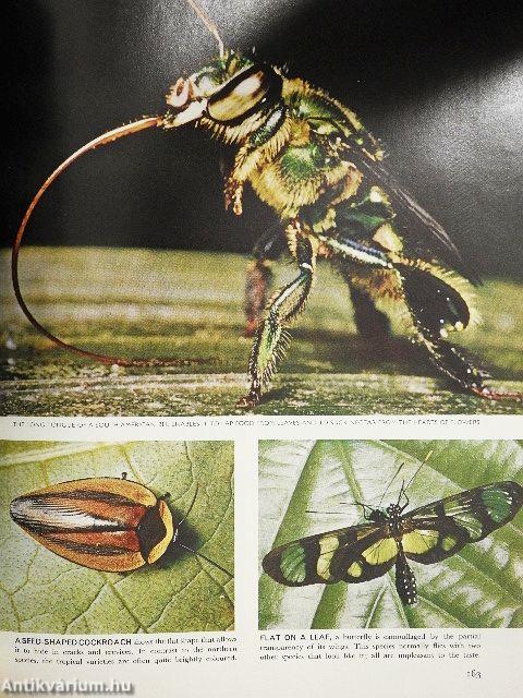 The Land and Wild-life of South America