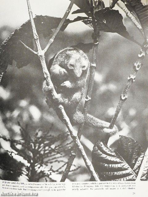 The Land and Wild-life of South America