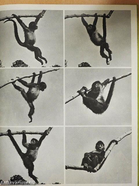 The Land and Wild-life of South America