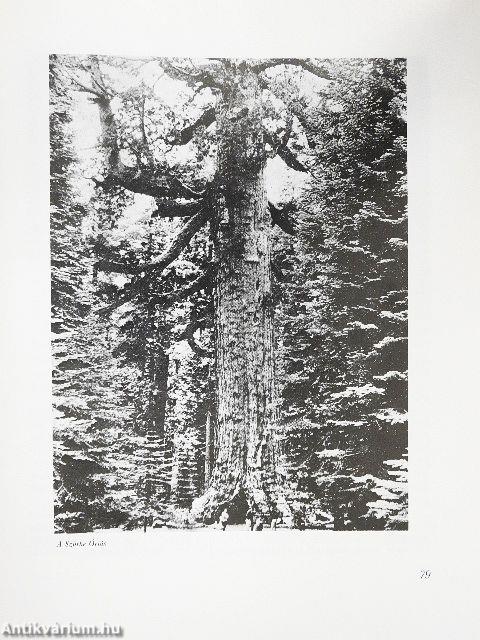 Grizzlymedvék, mammutfenyők, gejzírek világában