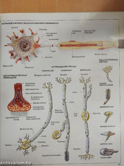 Az emberi test