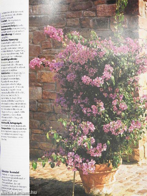 Így zöldellnek és virítanak legszebben a balkon- és dézsás növények