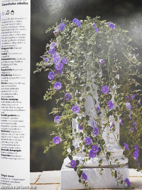 Így zöldellnek és virítanak legszebben a balkon- és dézsás növények