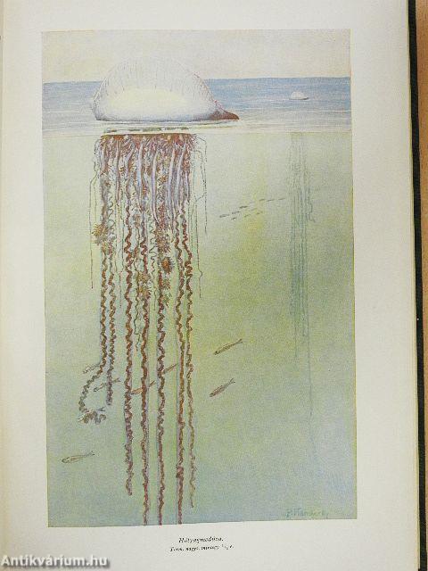 Brehm - Az állatok világa I-IV.