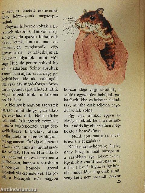 Kedvencem, az aranyhörcsög